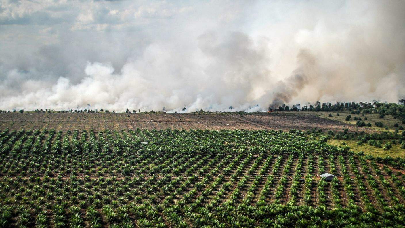 Deforestazione di ampie aree forestali in Indonesia, per far spazio a monoculture controverse, come l'olio di palma
