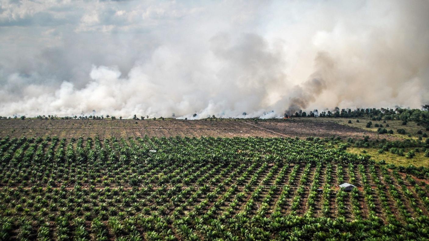 Deforestazione di ampie aree forestali in Indonesia, per far spazio a monoculture controverse, come l'olio di palma