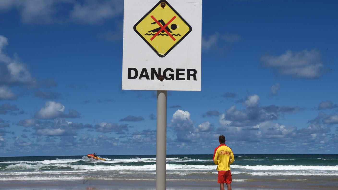 Il responsabile dell'attacco sarebbe uno squalo toro