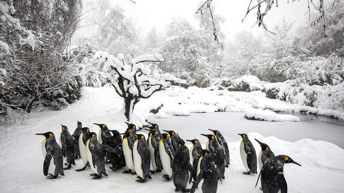 I pinguini dello zoo se la godono
