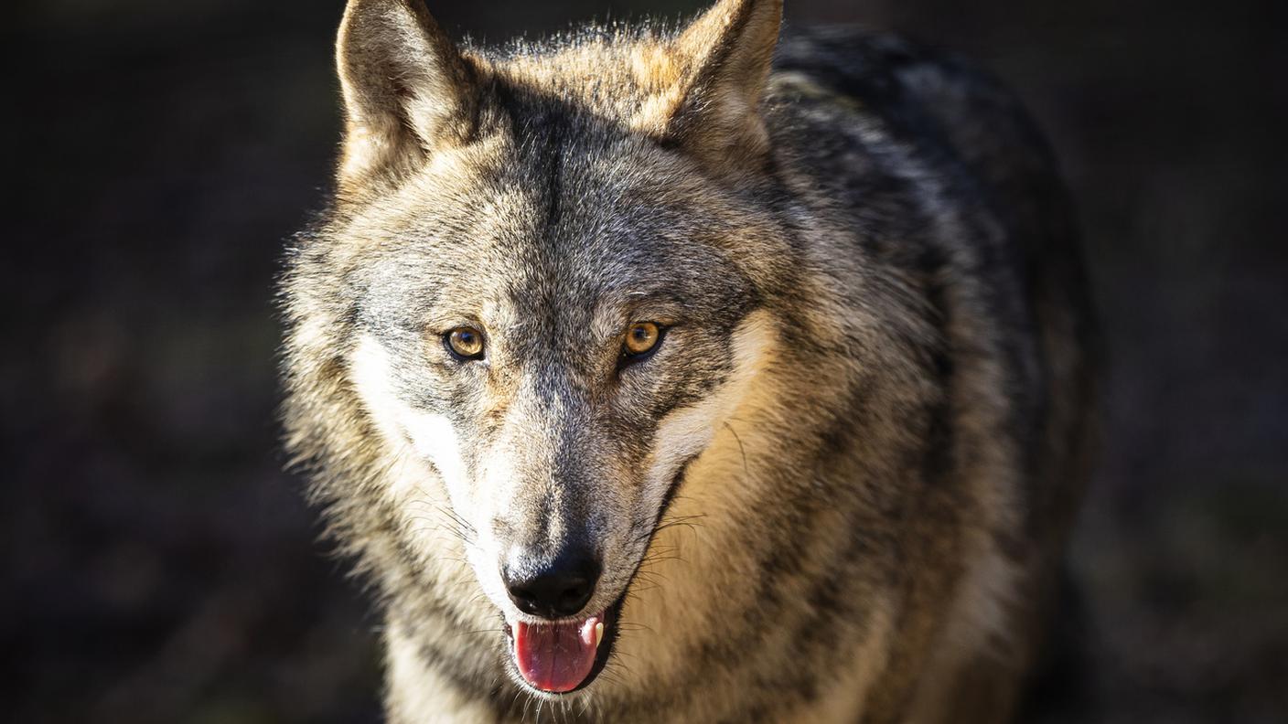 Le due mozioni erano già state accolte dalla Camera dei cantoni