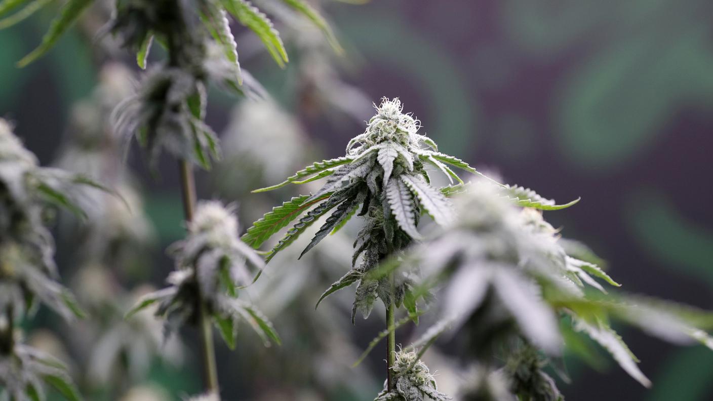 PS ed ecologisti favorevoli, Centro e UDC contrari - Contrapposizione anche tra le autorità cantonali: i direttori degli affari sociali dicono sì, quelli della sanità no