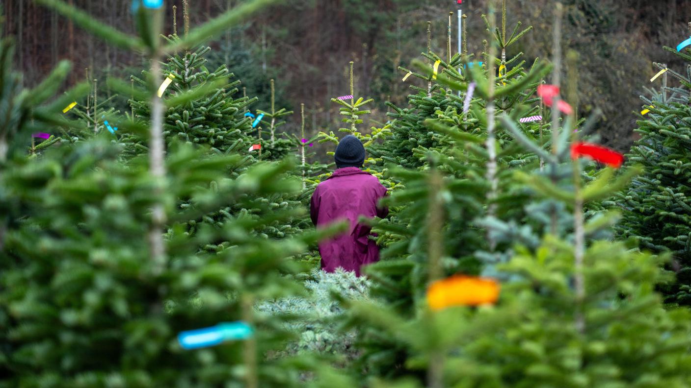 La scelta dell'albero di Natale