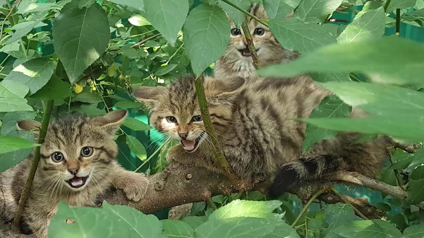 I tre gatti selvatici