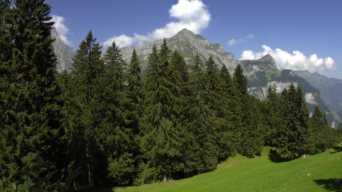 A soffrire di più sono abeti, abeti rossi e faggi, mentre querce e pini silvestri crescono ancora normalmente