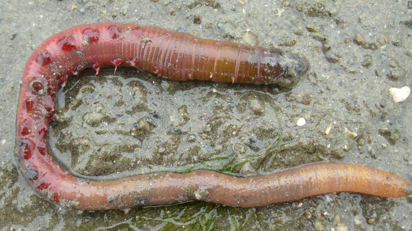 Un esemplare dei vermi (Arenicola marina) utilizzati da medico francese