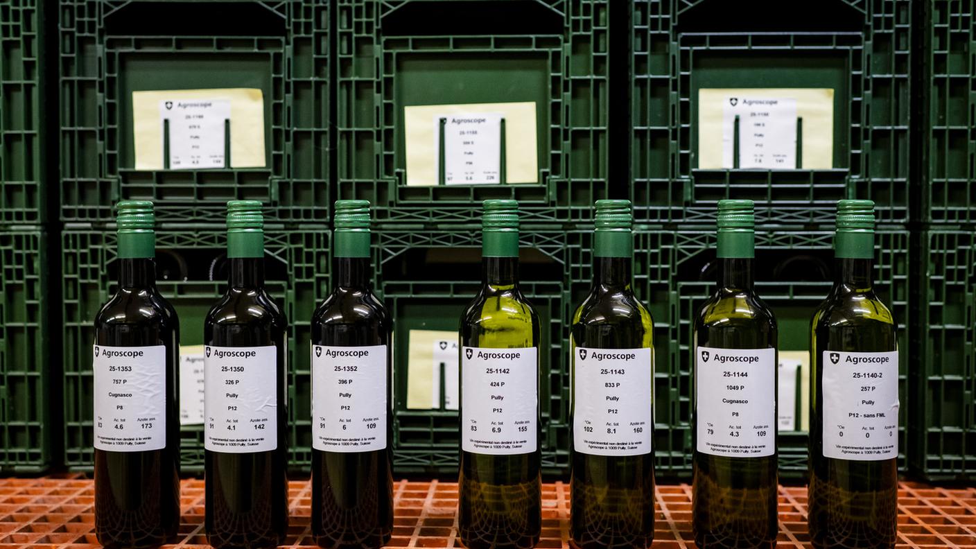 Le bottiglie con il vino nelle sette nuove varietà. Quattro vitigni sono a bacca bianca e tre a bacca rossa