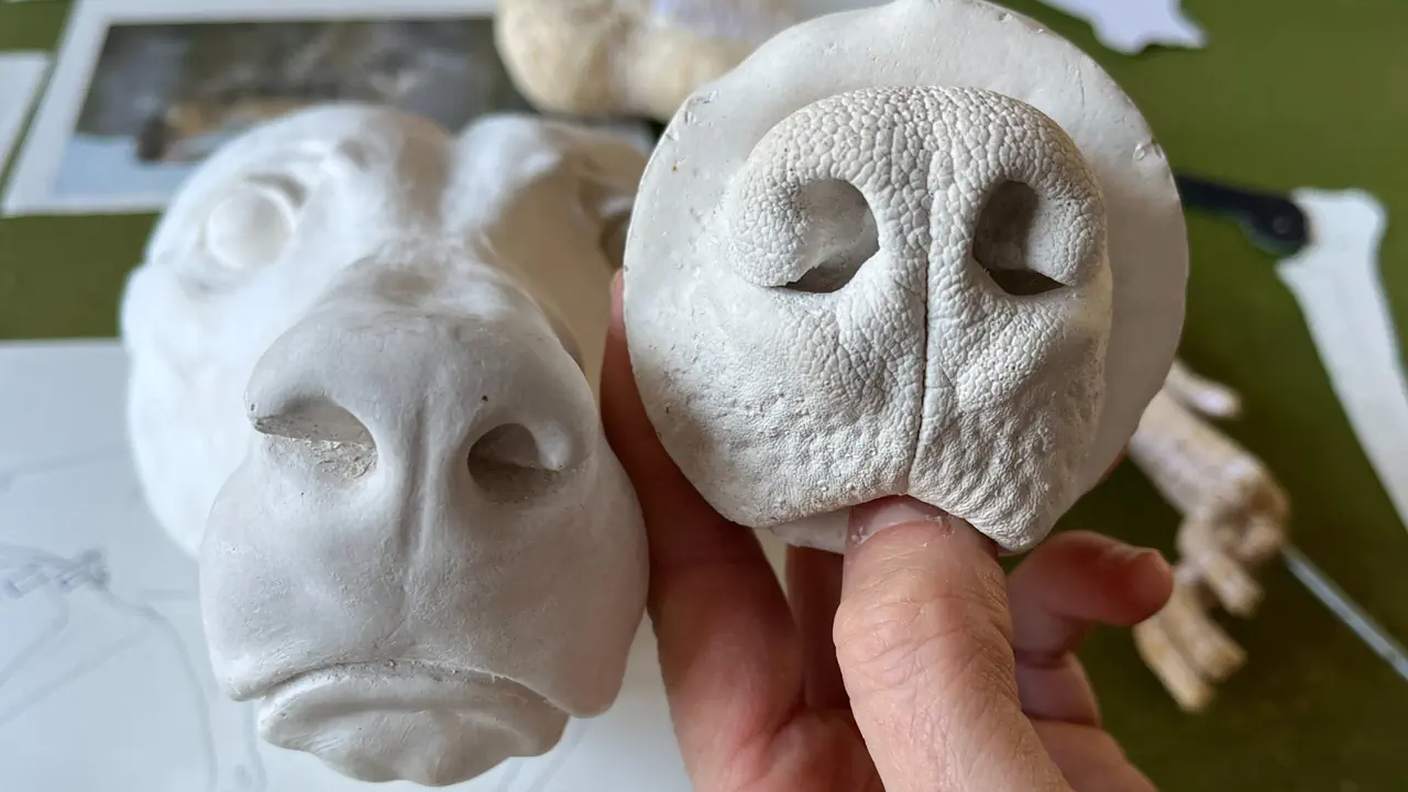 Il calco in gesso di un naso di lupo, che viene utilizzato per la ricostruzione dell'animale