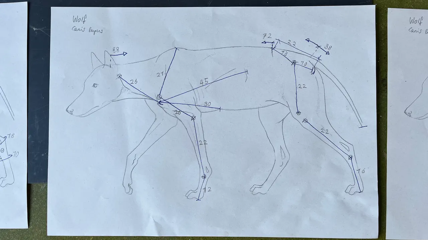 L'animale viene attentamente misurato