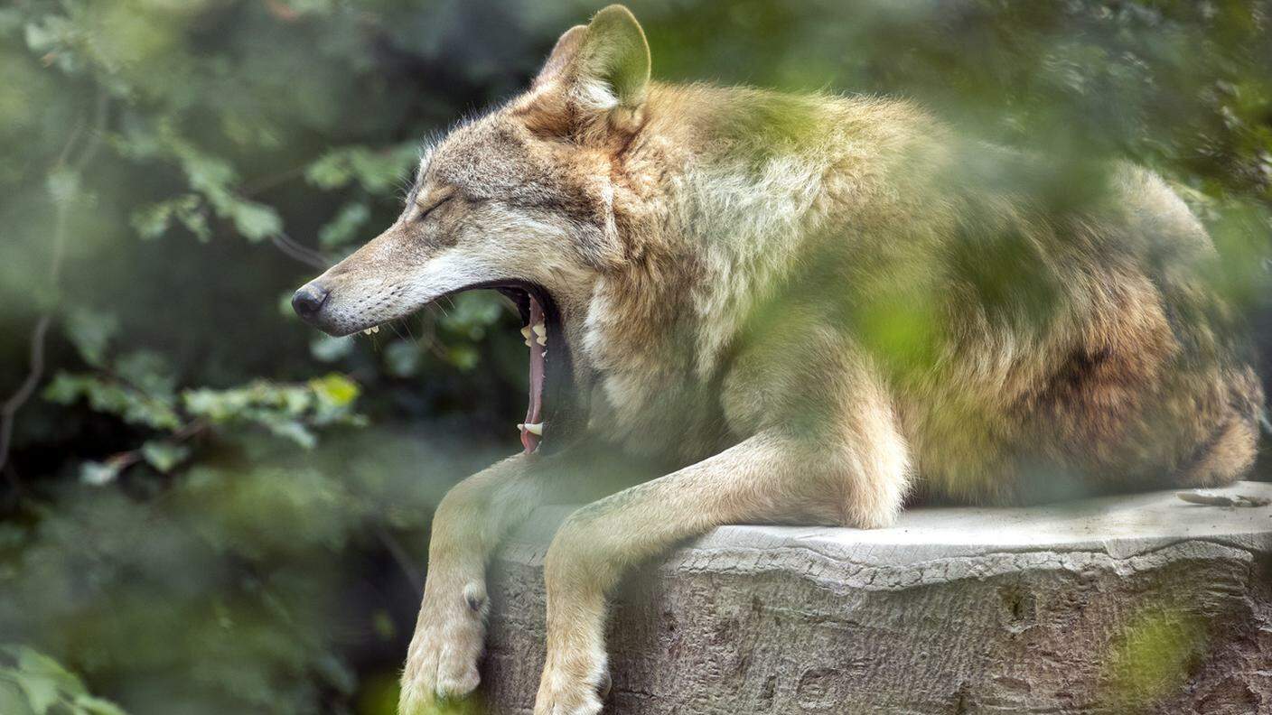 Il lupo è una presenza stabile tra i mammiferi selvatici in Svizzera