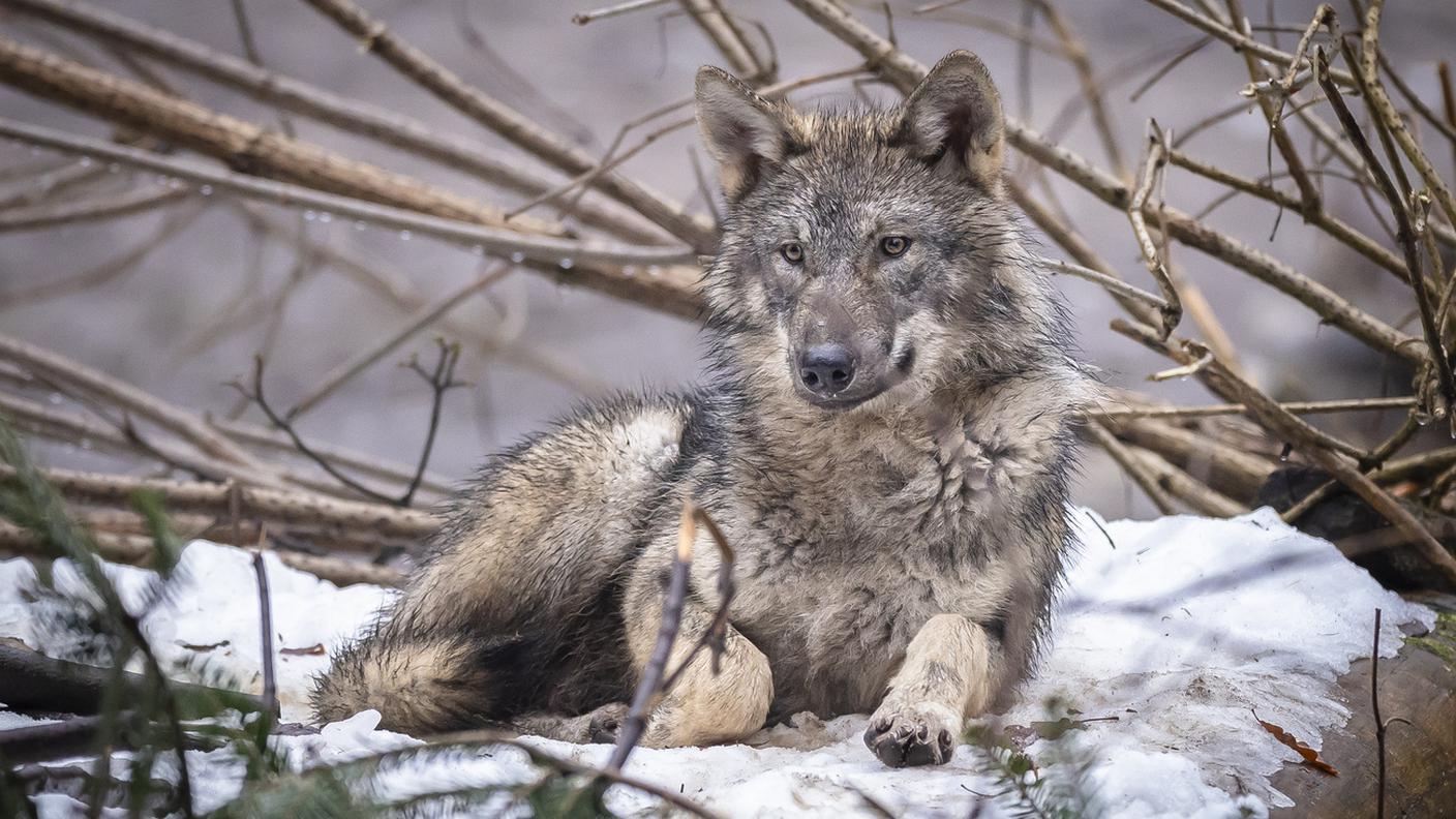 Un lupo dotato di GPS ha attraversato il Lago dei Quattro Cantoni a nuoto