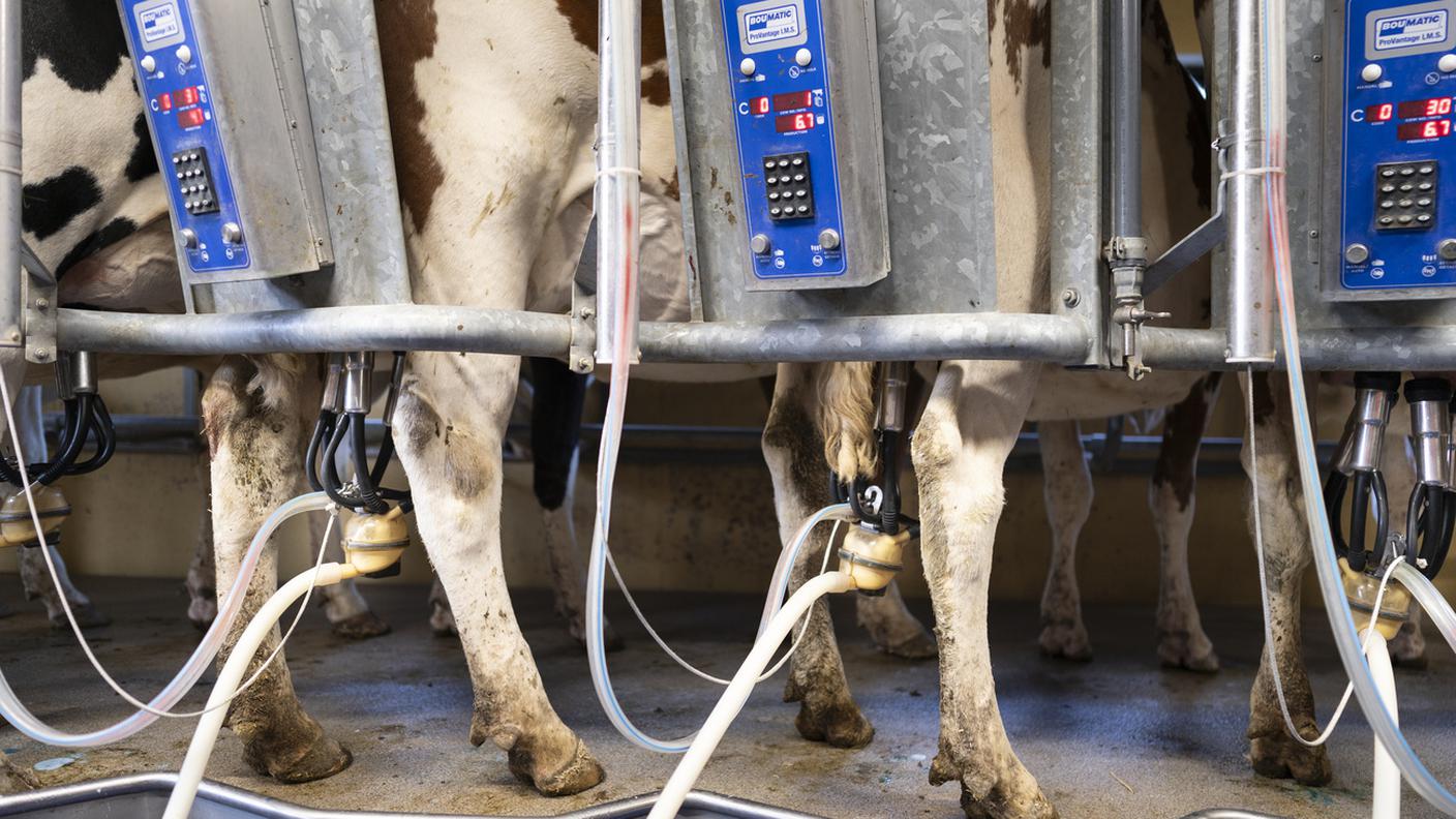 Mucche durante la mungitura