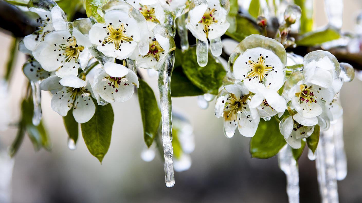 Nelle Alpi la primavera inizia sempre più presto