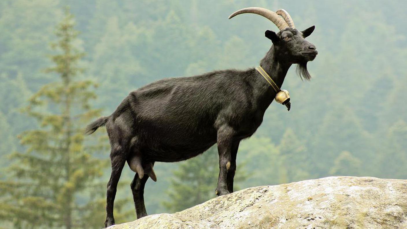 Nera Verzasca