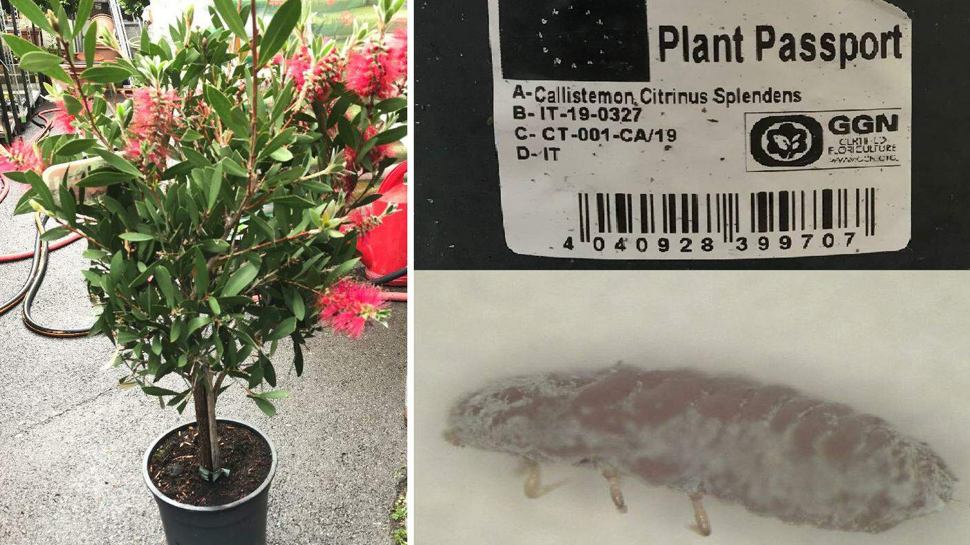 Una pianta di Callistemon, il certificato con cui è stata venduta e un esemplare adulto di Ripersiella hibisci