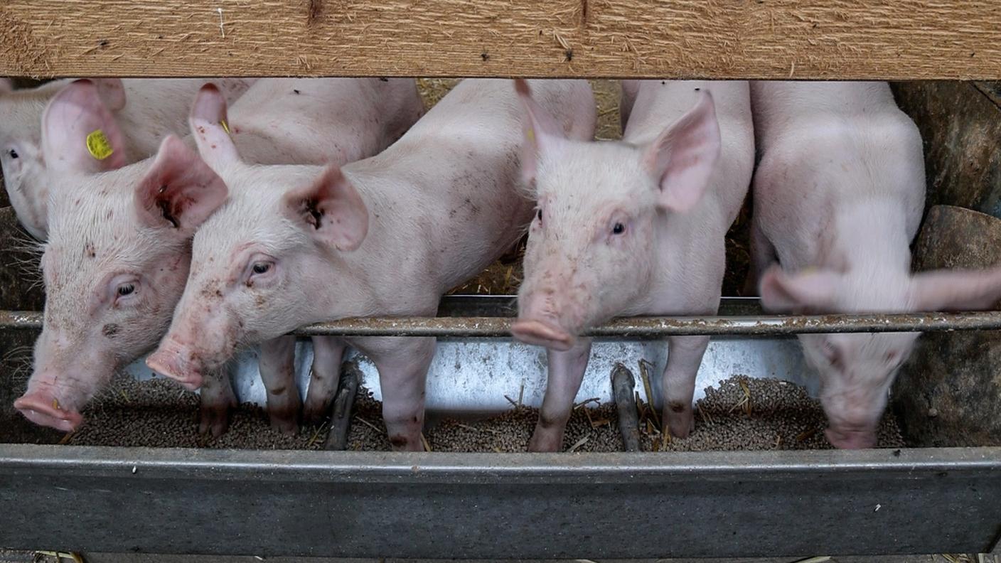 Attualmente il prezzo per i maiali da macello si attesta a 3,20 franchi al chilogrammo ed è in costante calo