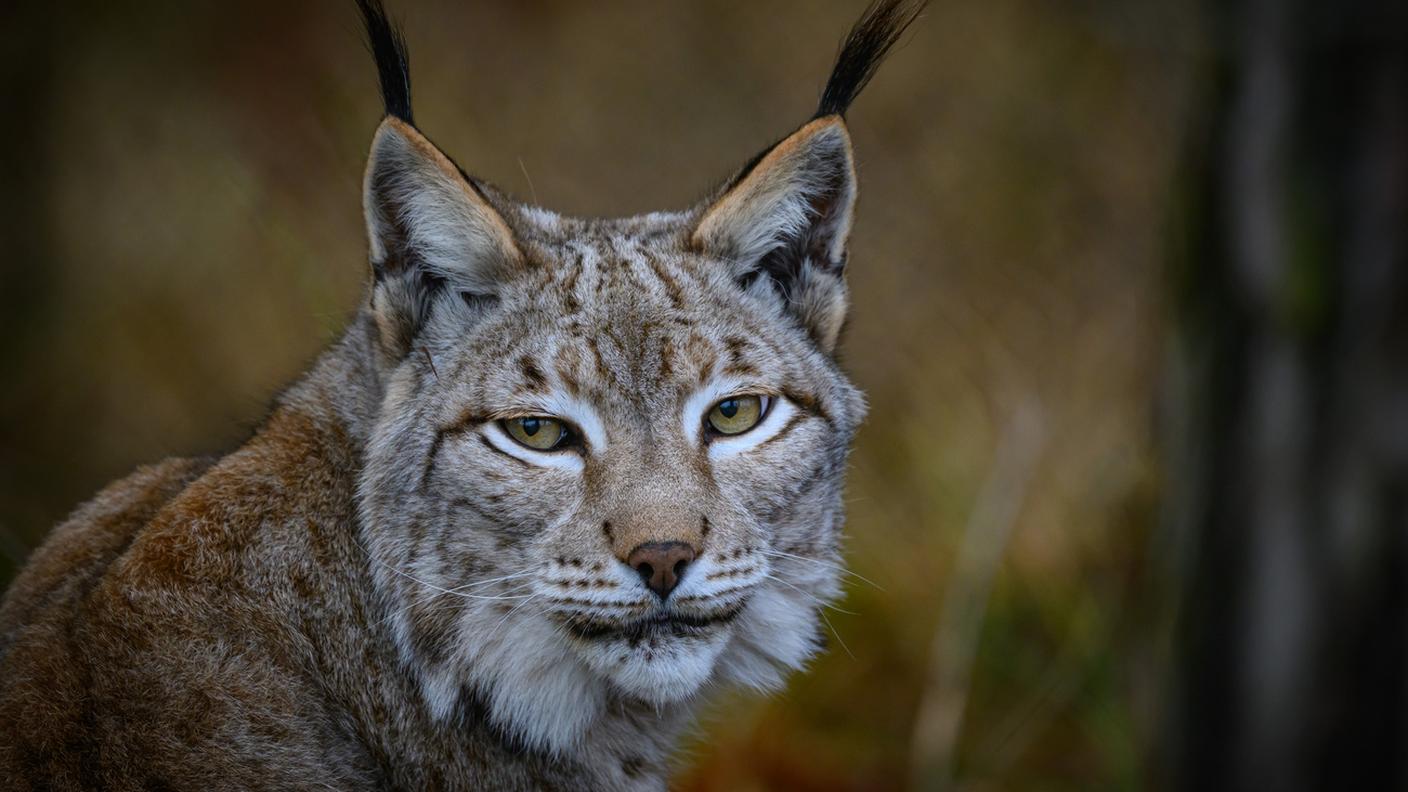 Futuro “svizzero” della lince in bilico