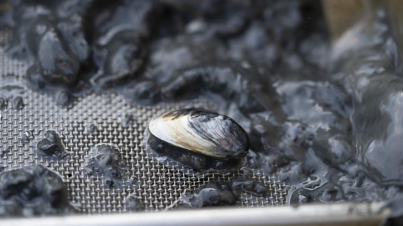 Una presenza in Svizzera da una decina di anni, ha contaminato praticamente tutti i maggiori laghi