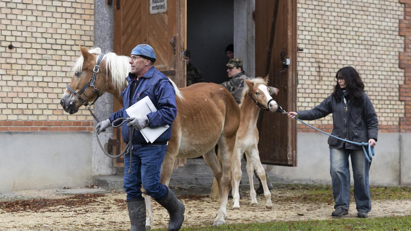 Le autorità avevano anche sequestrato anche 43 cavalli e due capre. Su incarico del Cantone, 32 cavalli, sono stati messi all’asta a novembre a Schönbuhl