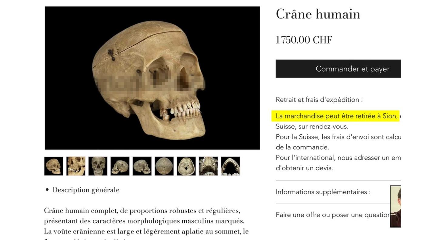 Cranio in vendita sul web