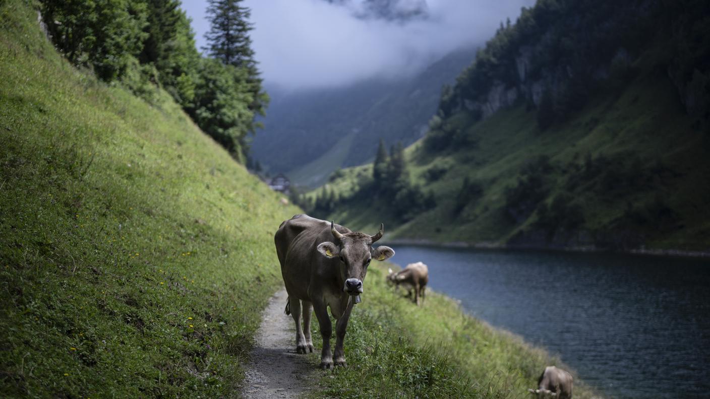 Una mucca si trova su un sentiero escursionistico lungo il lago Fählensee, lunedì 29 luglio 2024, nella regione dell'Alpstein, nei pressi di Brülisau.
