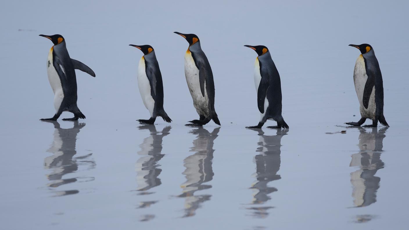 Pinguini mobili