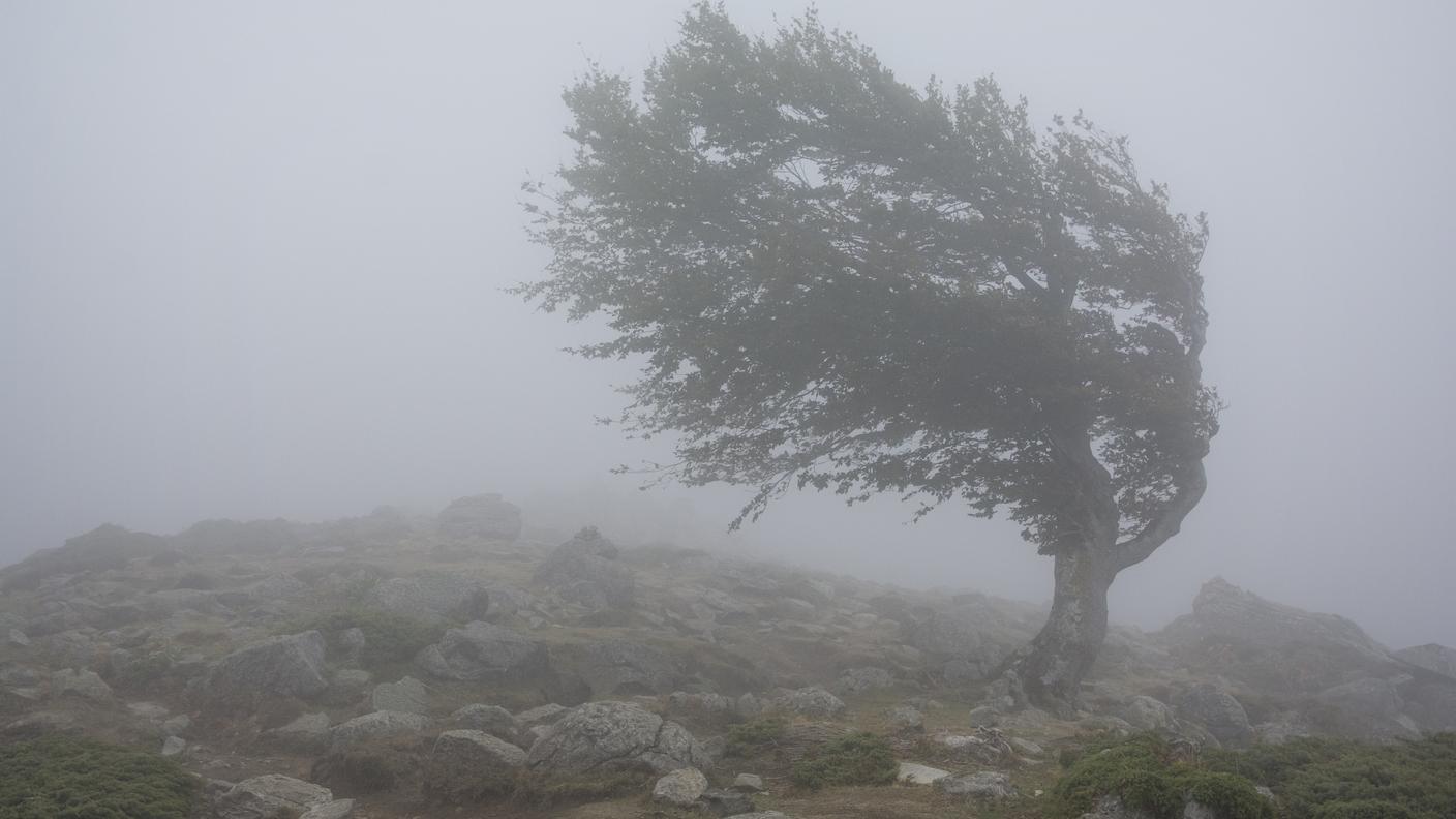 Un albero solitario nella nebbia che lotta contro il forte vento