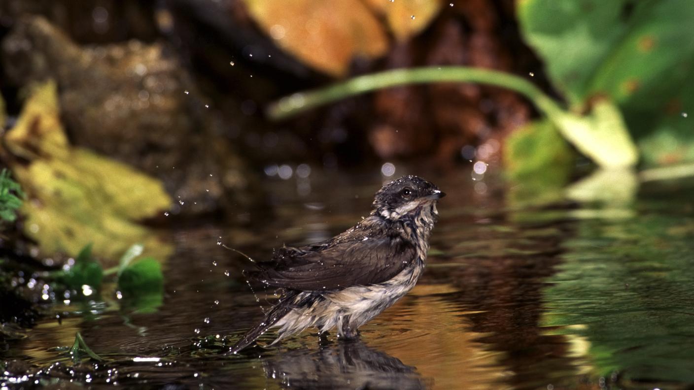 Bigiarella (Sylvia curruca) mentre fa il bagno in una sorgente di montagna. Nella foto, scattata in Val Brembana (Bergamo), l’uccello si rinfresca tra muschio e acqua in un ambiente boschivo delle Orobie. Specie tipica degli ambienti naturali alpini, la bigiarella è riconoscibile per il piumaggio grigio e il sottile becco scuro