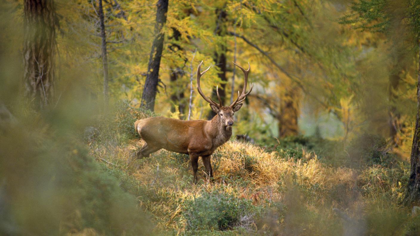 Cervo nobile (Cervus elaphus) nel bosco delle Alpi svizzere. Uno dei più grandi mammiferi selvatici d’Europa, il cervo vive in foreste e aree montane, dove trova riparo e nutrimento. Durante il giorno frequenta spesso zone boscate e tranquille, mentre al crepuscolo si sposta verso radure e pascoli in cerca di cibo