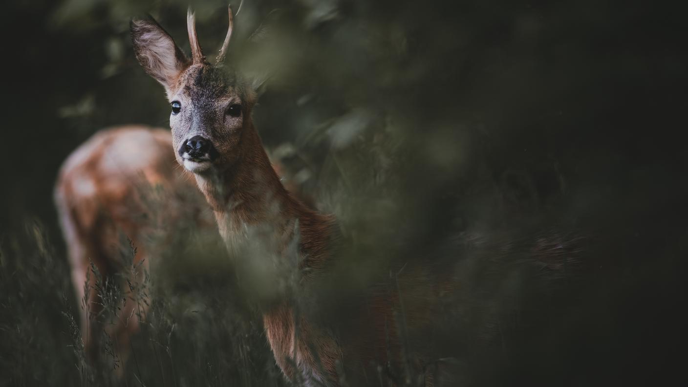 Un capriolo nel bosco. Il maschio osserva l’ambiente circostante da dietro un cespuglio