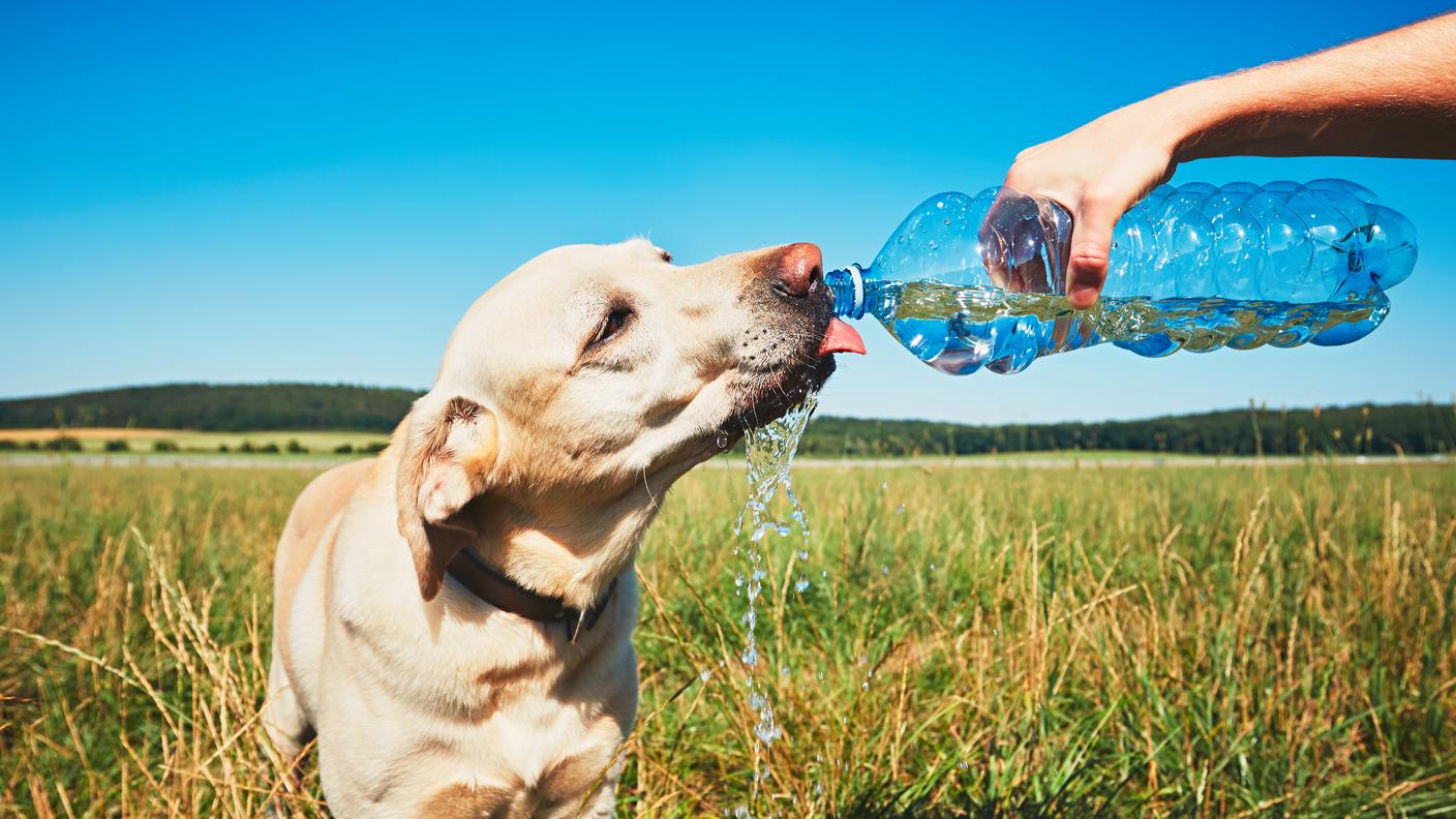 Il caldo colpisce anche gli animali