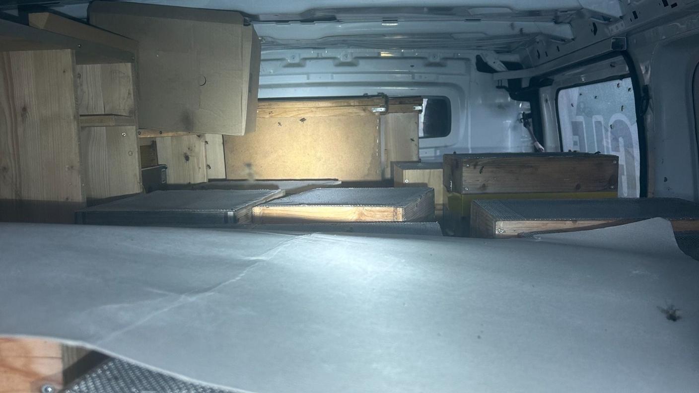 Gli insetti sono stati trovati a bordo di un furgone