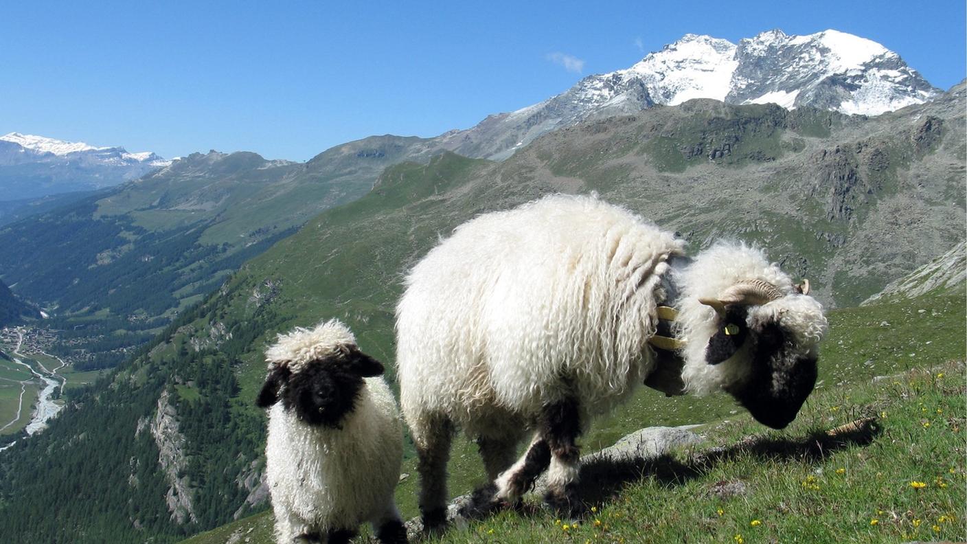 Pecora dal naso nero del Vallese