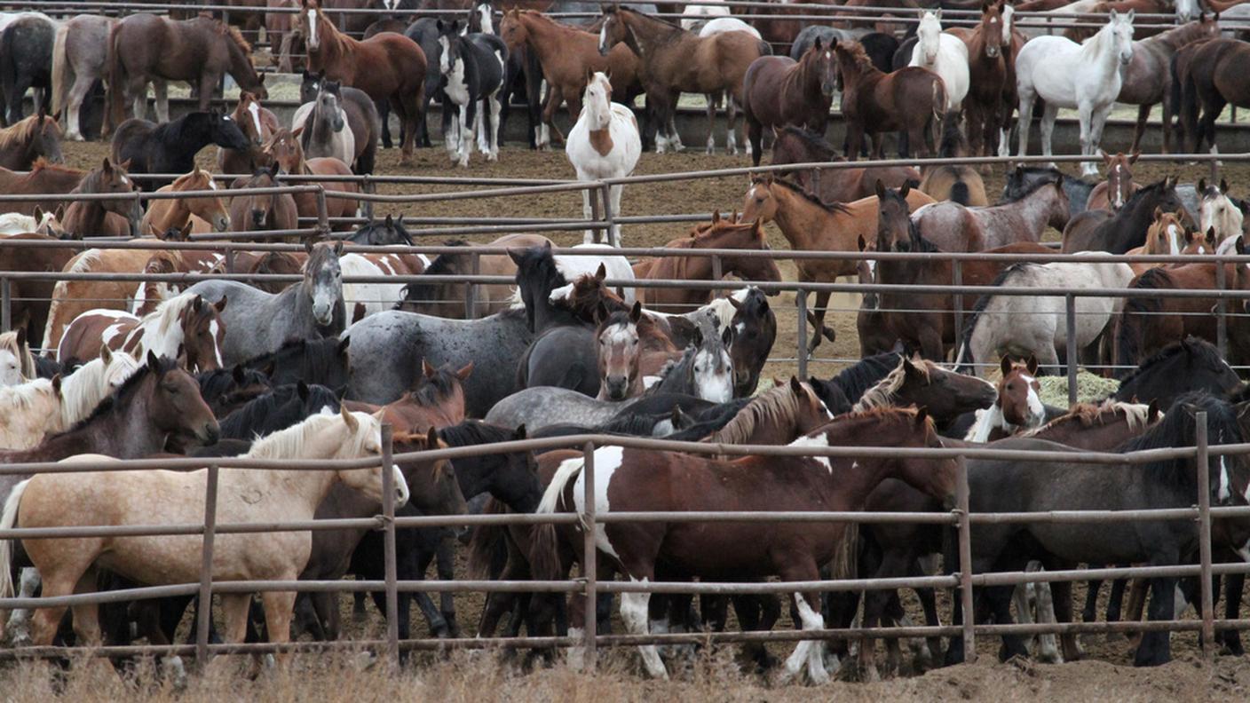 Un allevamento di cavalli negli Stati Uniti finito nel mirino dell'inchiesta dell'associazione di protezione degli animali "Tierschutzbund Zürich"