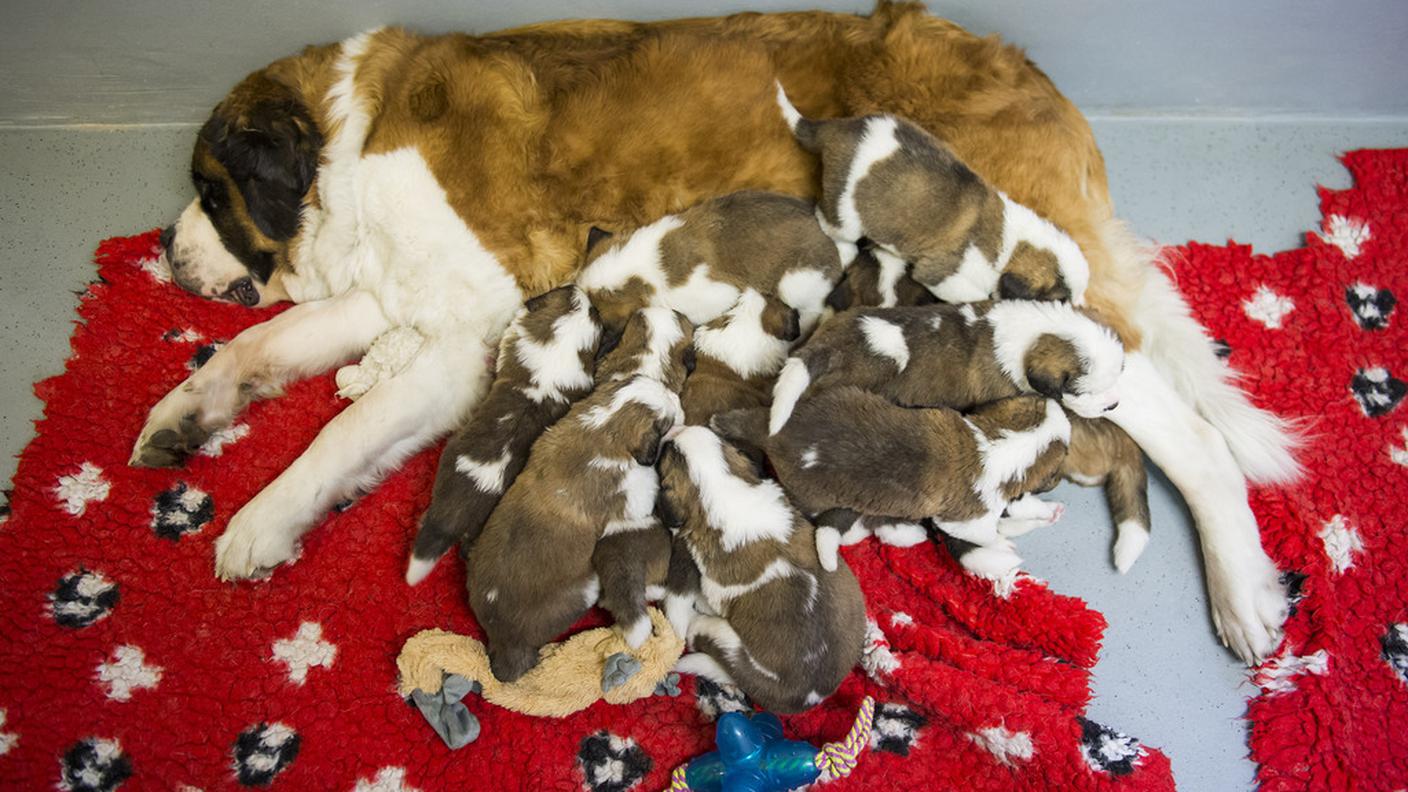 cuccioli ky 10.JPG