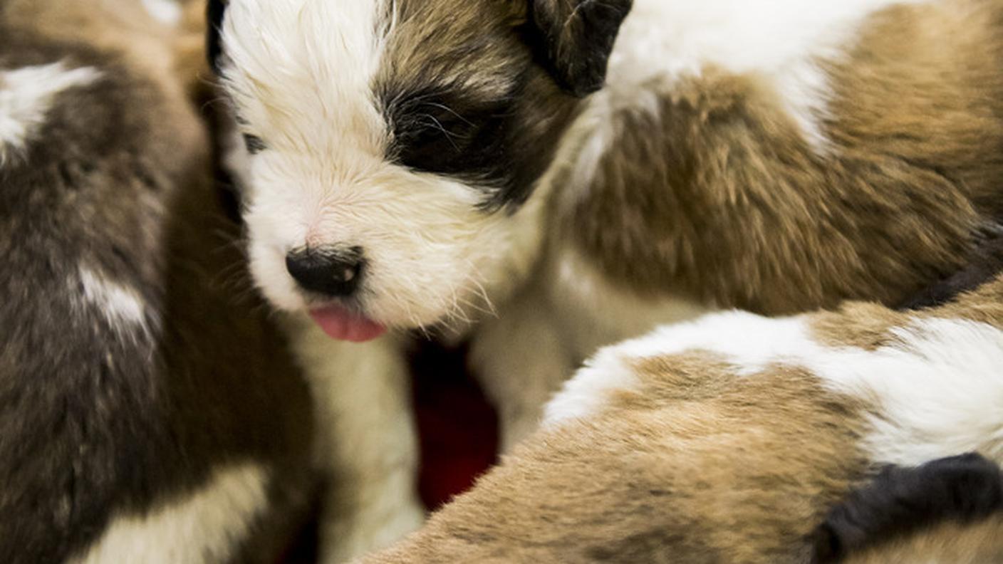cuccioli ky  1.JPG