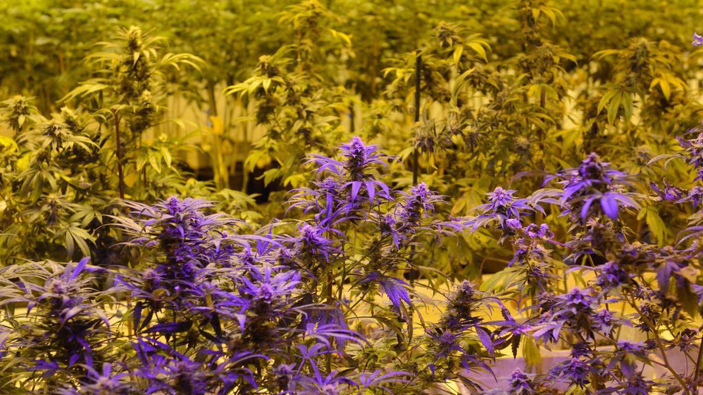 marijuana canapa cannabis ky.JPG