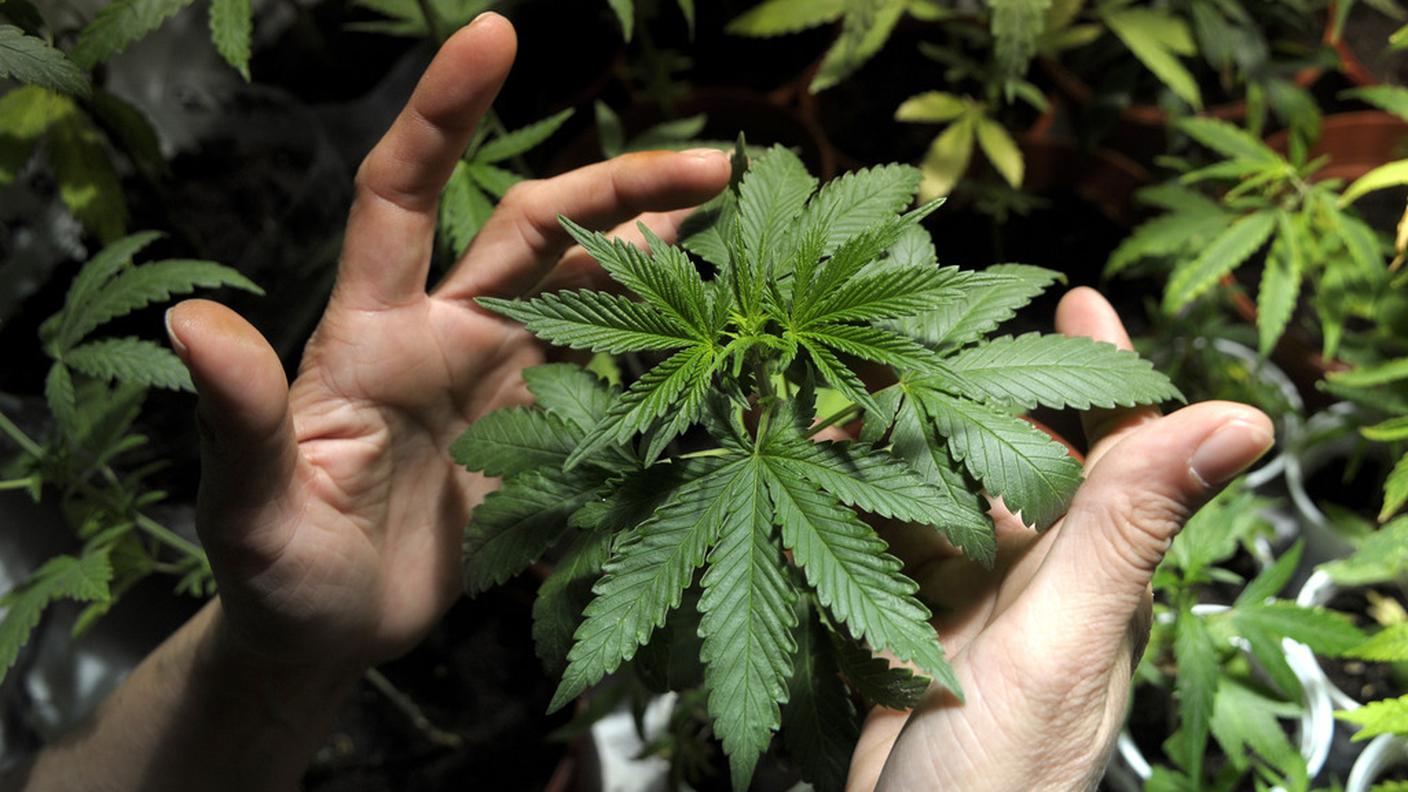 marijuana,ky.JPG
