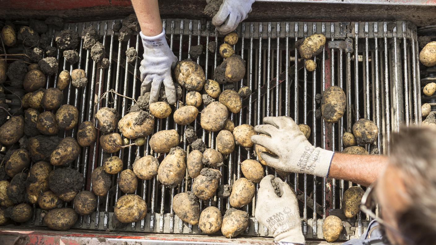 patate5,ky.JPG