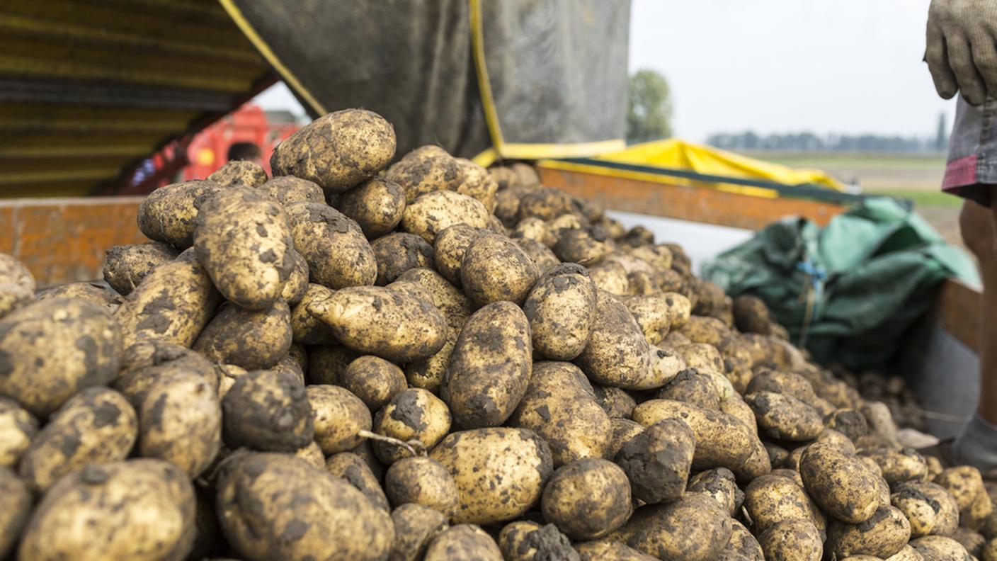 patate4,ky.JPG