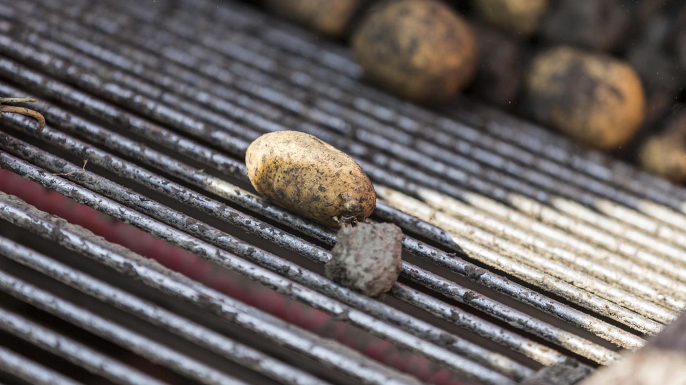 patate6,ky.JPG