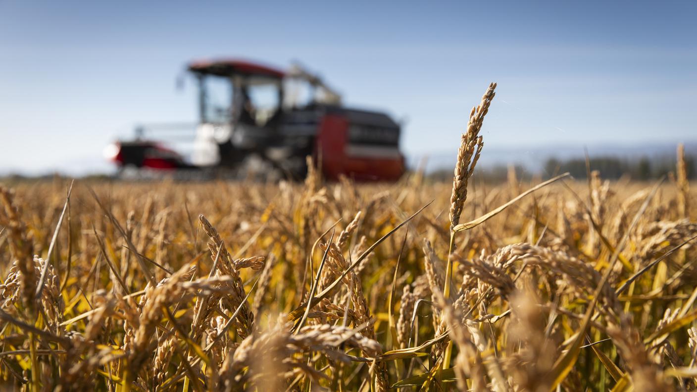 Notevole il calo per i cereali panificabili (-30%) e in misura minore per la colza (-12%)