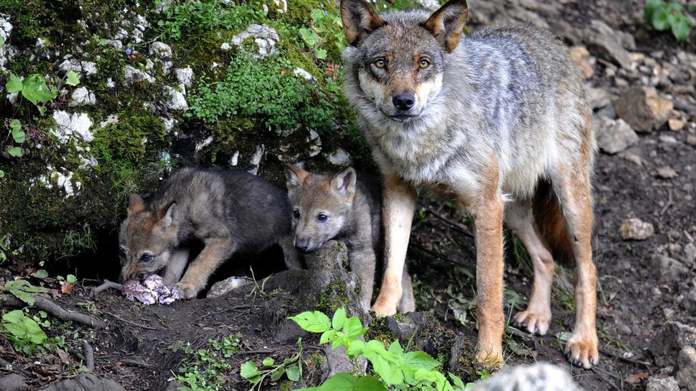 Una lupa in compagnia dei suoi cuccioli