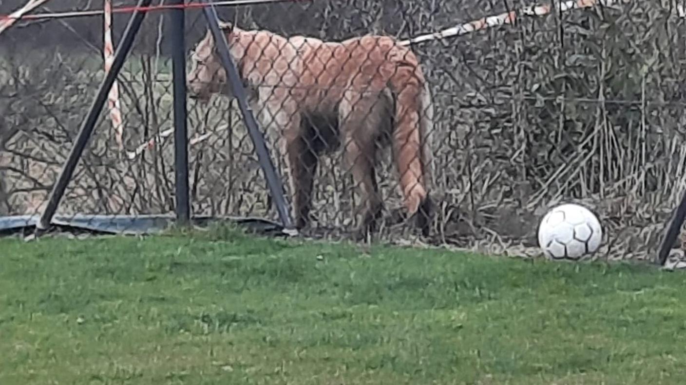 L'animale avvistato a Epalinges