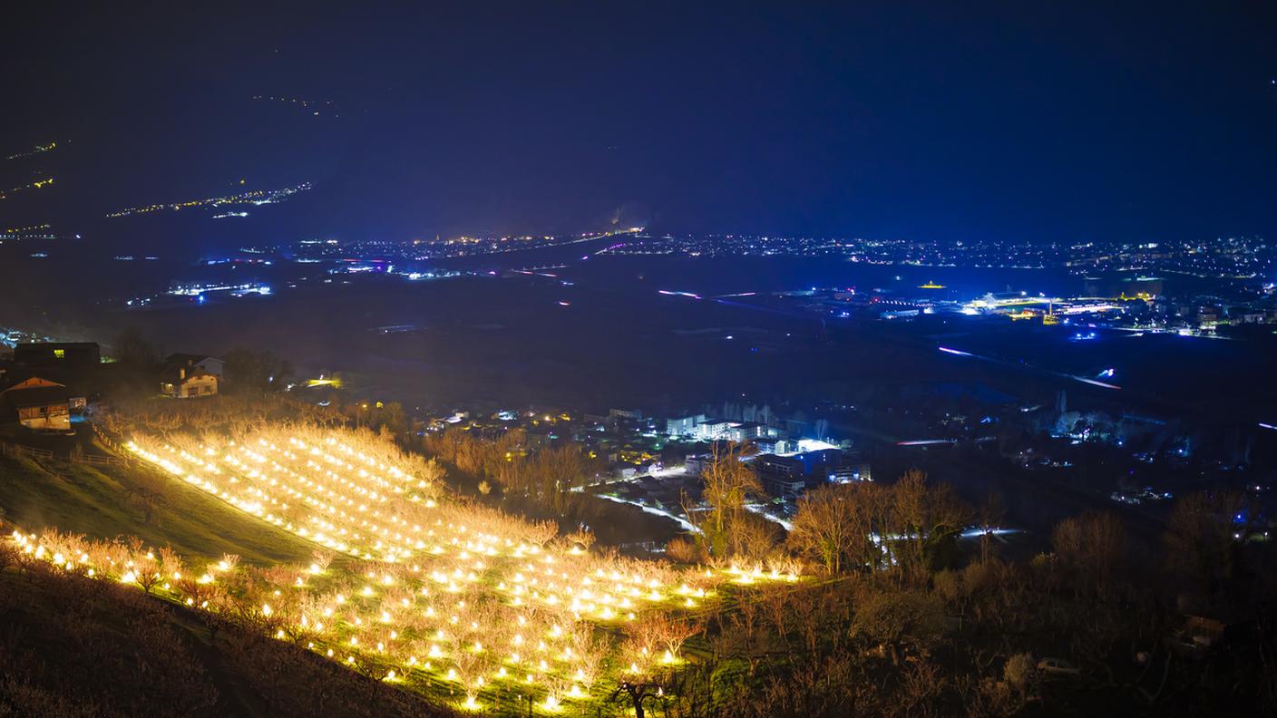 Candele tra gli albicocchi a Baar (Nendaz), in Vallese, per proteggere le gemme e i fiori dal gelo