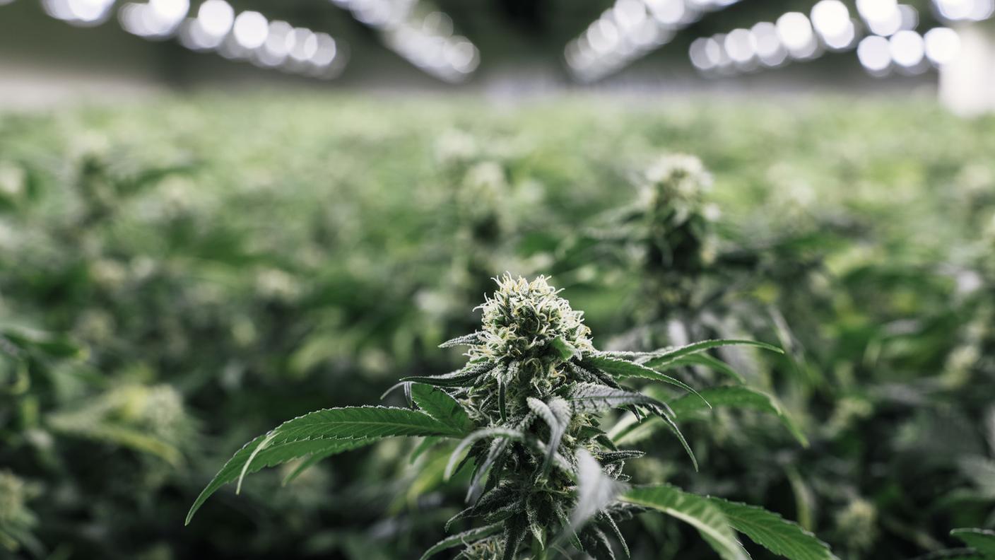La produzione della cannabis dovrà rispettare le norme fissate dall’Ufficio federale della sanità pubblica (UFSP) e le piante dovranno essere coltivate in Svizzera.