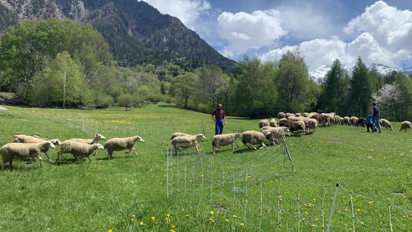 Pecore al pascolo a Olivone