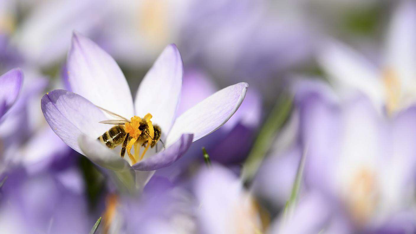 Lo scorso inverno è stato particolarmente duro per le api svizzere