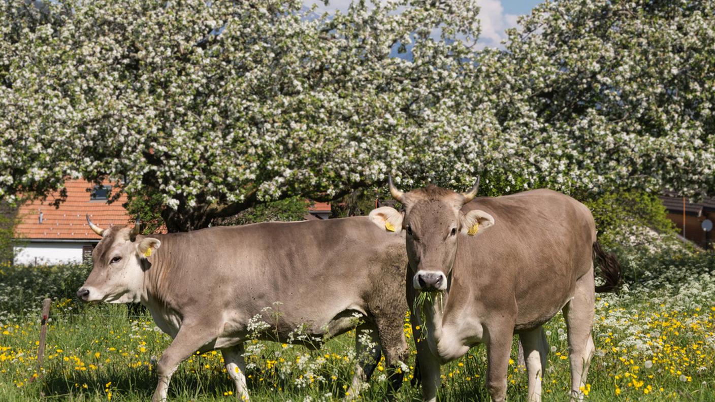Nonostante l'esito dell'iniziativa loro resteranno il simbolo dell'agricoltura elvetica