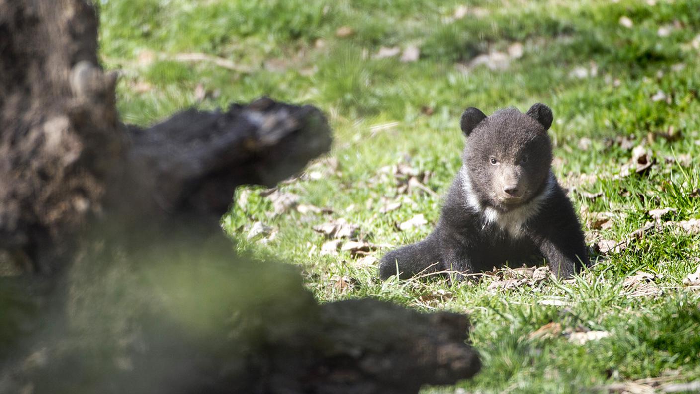 orso berna 3 o 4 ky.JPG